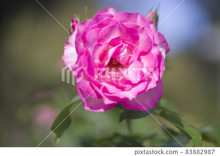玫瑰園裡盛開著粉紅色的月季花。這種玫瑰的品種名稱是 Bordure Rose。 83882987