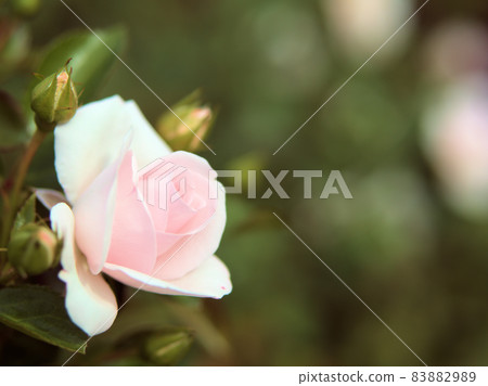 粉紅玫瑰花“阿司匹林玫瑰” 粉紅玫瑰花“阿司匹林玫瑰” 83882989