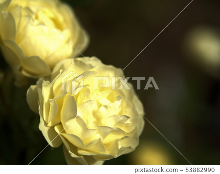 黃玫瑰花“金邊” 83882990