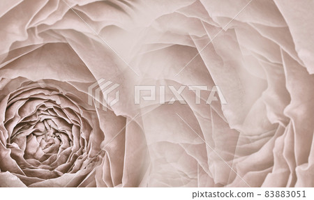 Floral light brown background. Pink roses and petals flowers. Close-up. Flower composition. Greeting card. Floral light brown background. Pink roses and petals flowers. Close-up. Flower composition. Greeting card. 83883051