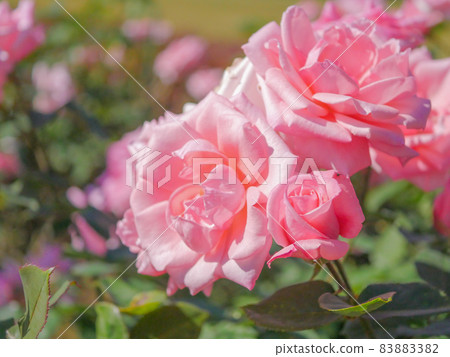 Rose 4 Princess Aiko 83883382