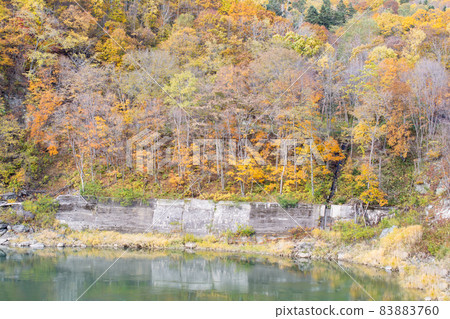 Autumn leaves of Hokkaido Autumn leaves of Hokkaido 83883760