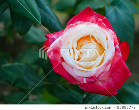 Rose 14 Tancho 83883772