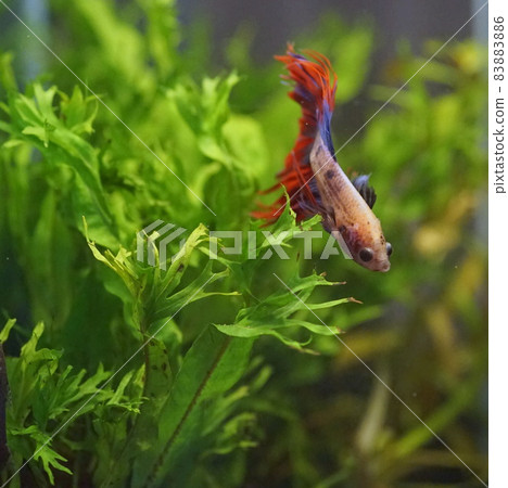 Beta冠尾 Beta冠尾 83883886