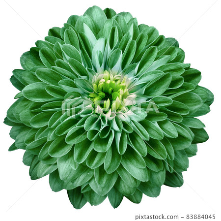 chrysanthemum flower green. Flower isolated on a white background. No shadows with clipping path. Close-up. Nature. chrysanthemum flower green. Flower isolated on a white background. No shadows with clipping path. Close-up. Nature. 83884045