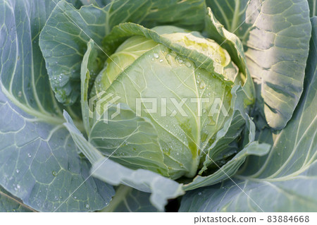 Green cabbage close up shot macro Green cabbage close up shot macro 83884668