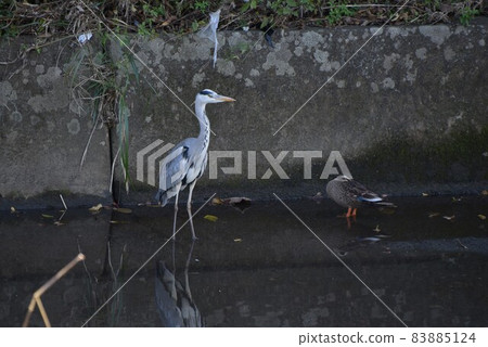 Small stream heron Small stream heron 83885124