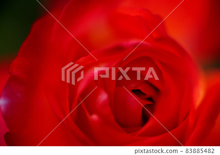 我在附近的玫瑰園裡看到的花 我在附近的玫瑰園裡看到的花 83885482