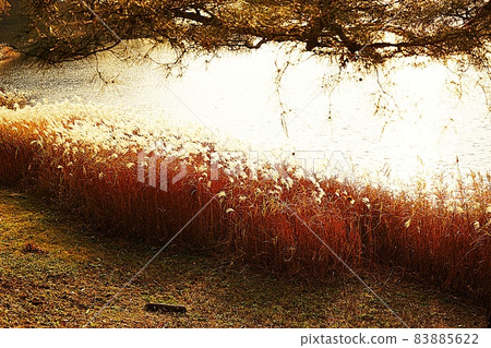 Autumn scenery of Cheongnamdae Autumn scenery of Cheongnamdae 83885622