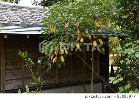 蔥苗種植工作風光 蔥苗種植工作風光 83885977