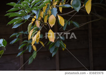 蔥苗種植工作風光 83885978