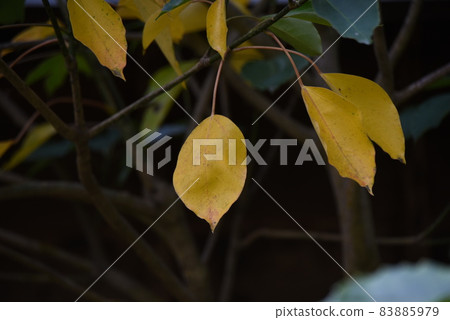 蔥苗種植工作風光 83885979