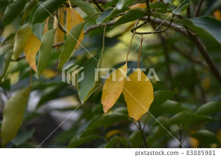 蔥苗種植工作風光 蔥苗種植工作風光 83885981