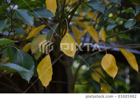 蔥苗種植工作風光 蔥苗種植工作風光 83885982