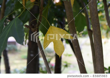 蔥苗種植工作風光 蔥苗種植工作風光 83885983