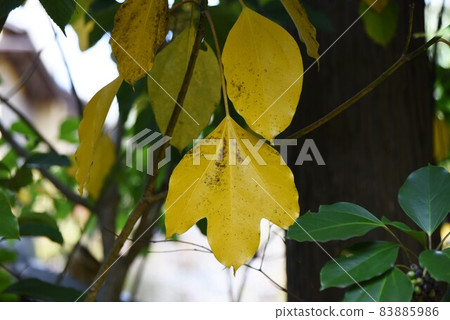 蔥苗種植工作風光 蔥苗種植工作風光 83885986