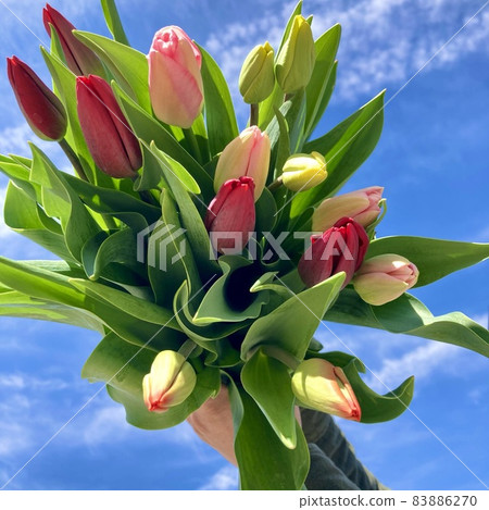 Tulip bouquet taken against the blue sky Tulip bouquet taken against the blue sky 83886270