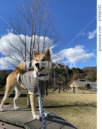 藍天和Shiba Inu 83886381