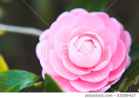 Pink camellia close up Pink camellia close up 83886427