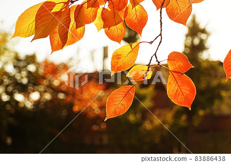 與美麗的葉子的秋天風景 83886438