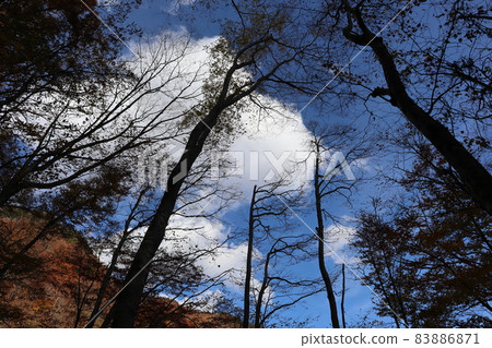 A landscape with white clouds, a blue sky and a mountain of autumnal trees in front of a large tree looking up A landscape with white clouds, a blue sky and a mountain of autumnal trees in front of a large tree looking up 83886871