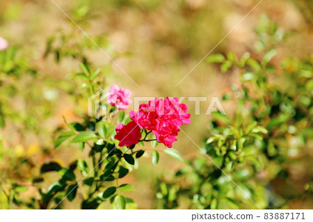 薔薇花仙子皇后 薔薇花仙子皇后 83887171