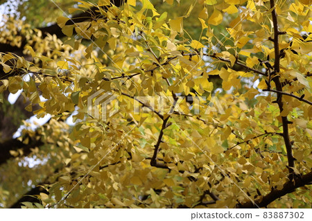 Icho in full bloom Icho in full bloom 83887302