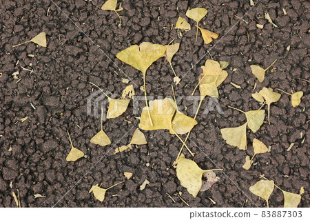Ginkgo leaves that fell on the street Ginkgo leaves that fell on the street 83887303