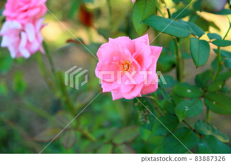 Rose flowers Princess Aico 83887326