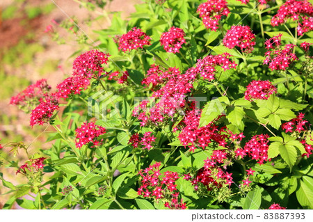 Pentas flowers 83887393