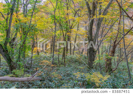 Autumn leaves of Oyama 83887451