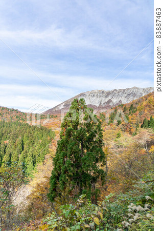 Autumn leaves of Oyama Autumn leaves of Oyama 83887463
