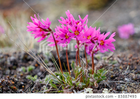 Beautiful wildflowers Primula cuneifolia. Beautiful wildflowers Primula cuneifolia. 83887493