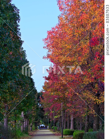 Autumn leaves of Tama New Town 83887633