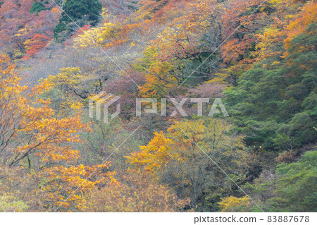 Oogami Shrine Oogami Shrine 83887678