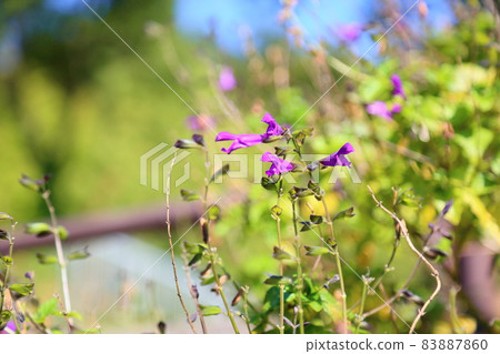 Salvia flower Guaranitica Salvia flower Guaranitica 83887860