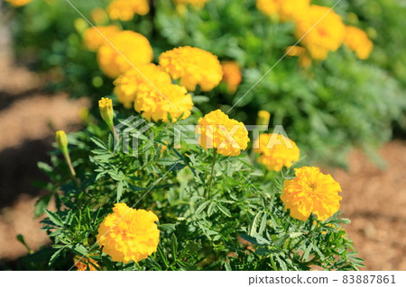 萬壽菊花 83887861