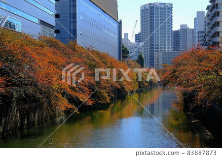 Autumn leaves of the Meguro River (viewed from Taiko Bridge) 83887873
