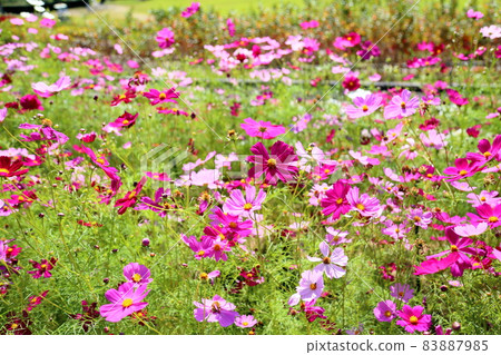 Cosmos flowers 83887985