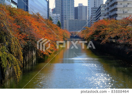 Autumn leaves of the Meguro River (viewed from Taiko Bridge) Autumn leaves of the Meguro River (viewed from Taiko Bridge) 83888464