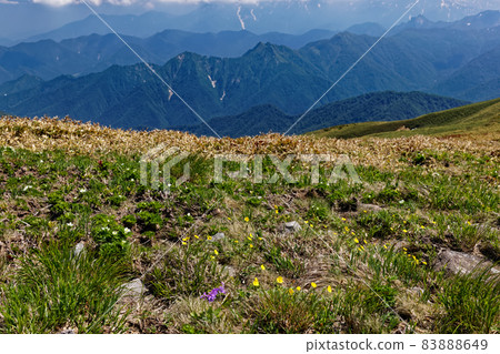 Alpine plants on the Tanigawa mountain range and Tairapyoyama ridgeline and mountains in the direction of Tsuchitaru Alpine plants on the Tanigawa mountain range and Tairapyoyama ridgeline and mountains in the direction of Tsuchitaru 83888649