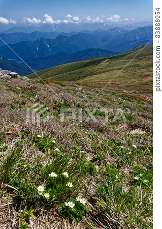 谷川山脈和太魚山脊線的高山植物和土樽方向的山脈 谷川山脈和太魚山脊線的高山植物和土樽方向的山脈 83888954
