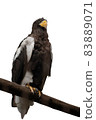 Hawk_eagle_cut out 83889071