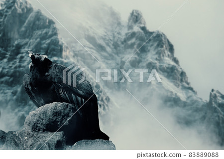 雪山禿鷹 雪山禿鷹 83889088