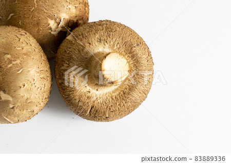 White background shiitake mushroom 83889336