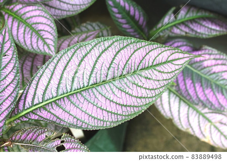 Perirepta dieriana with beautiful leaves (purple back) Perirepta dieriana with beautiful leaves (purple back) 83889498