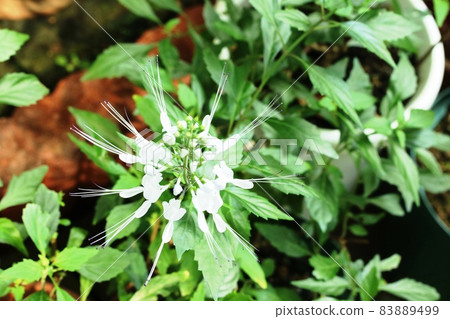 Kumiskutin (cat's whiskers) flowers with long white buds Kumiskutin (cat's whiskers) flowers with long white buds 83889499