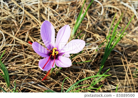 Saffron flowers that begin to bloom as autumn deepens 83889500