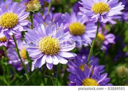 Yamajinogiku blooming in autumn (Yamaji Nogiku) Yamajinogiku blooming in autumn (Yamaji Nogiku) 83889501