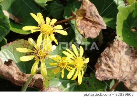 Leopard plant that blooms in late autumn 83889603